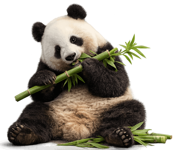 El panda es nativo de las provincias de Sichuan, Shaanxi y Gansu, China